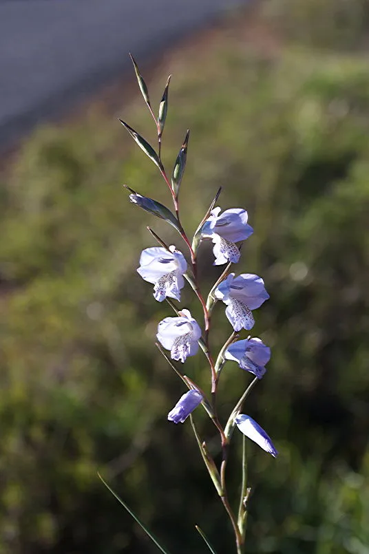 Gladiolus gracilis