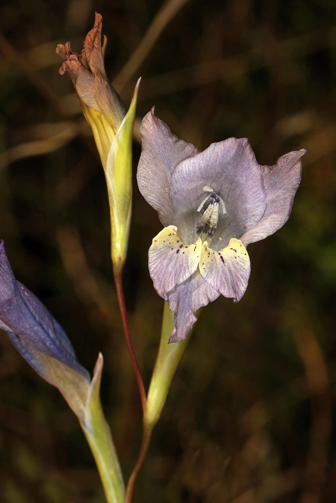 Gladiolus gracilis