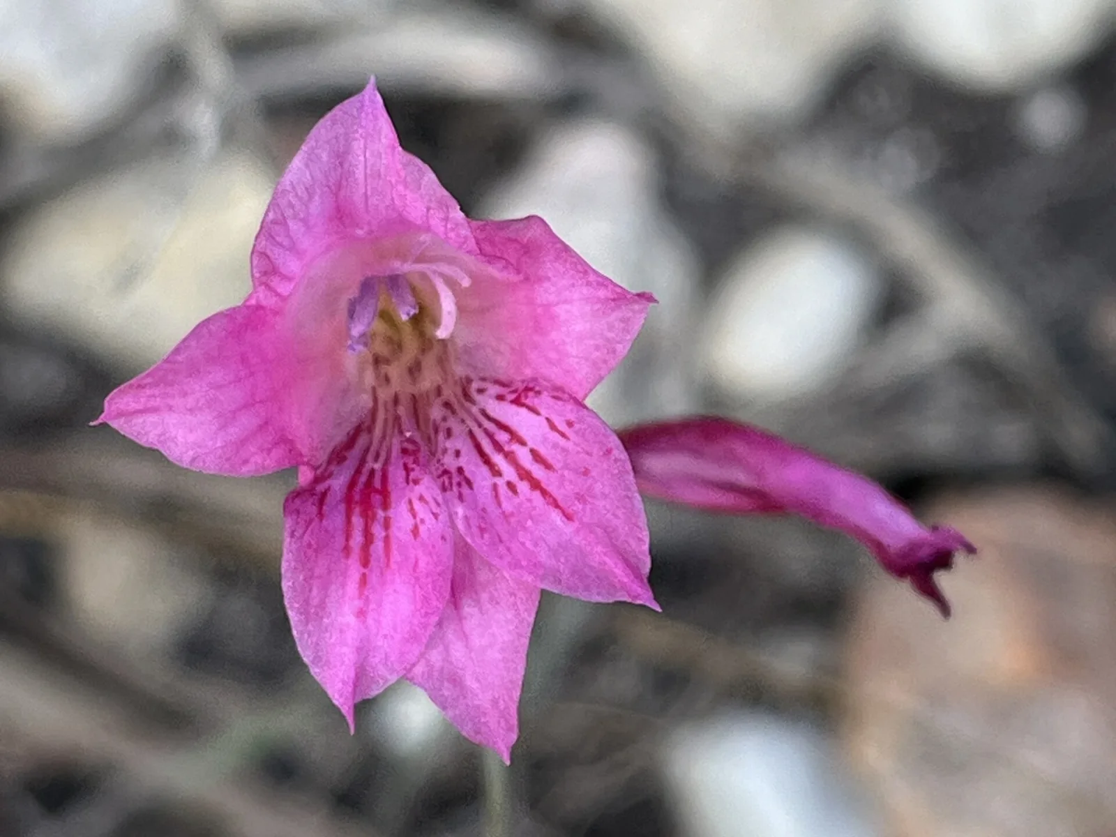 Gladiolus hirsutus