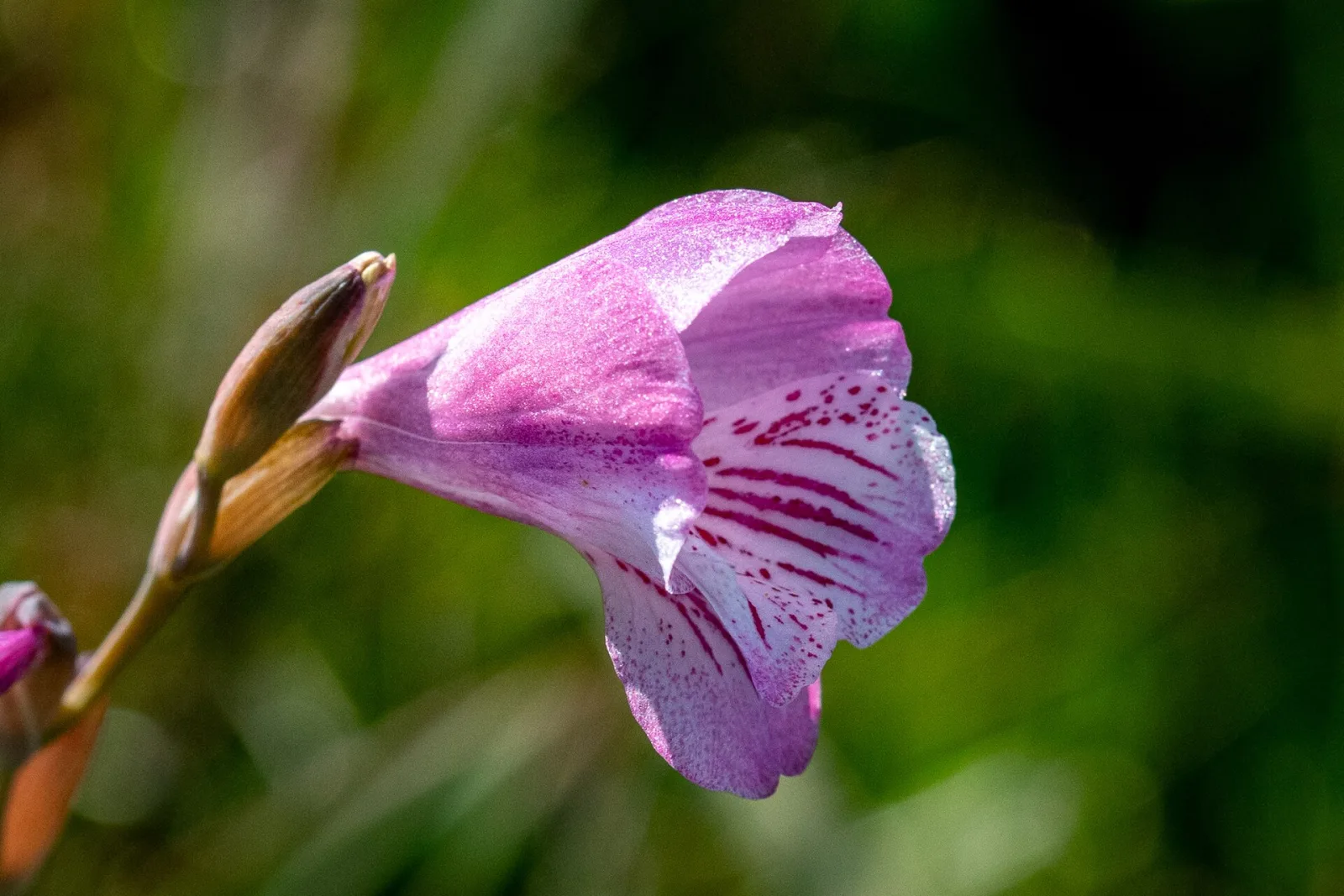 Gladiolus hirsutus