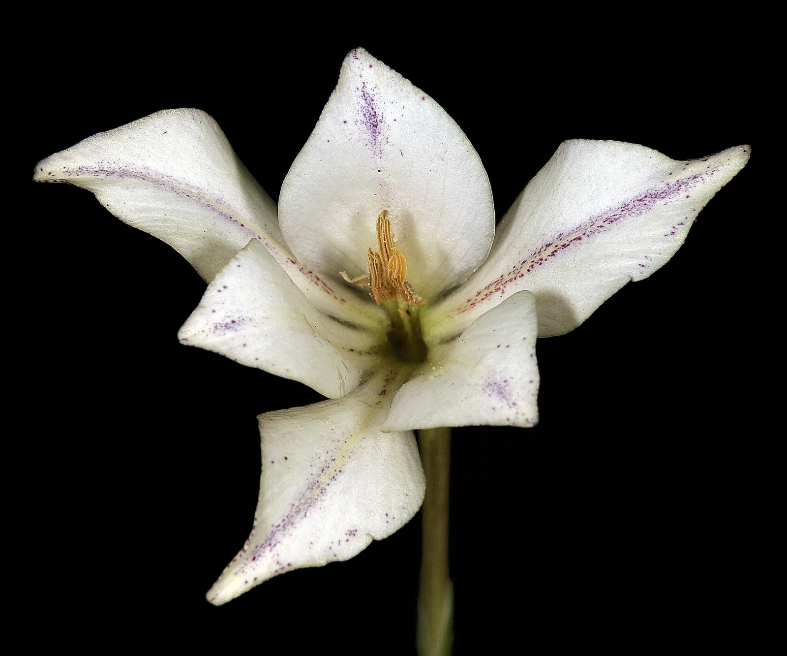 Gladiolus longicollis