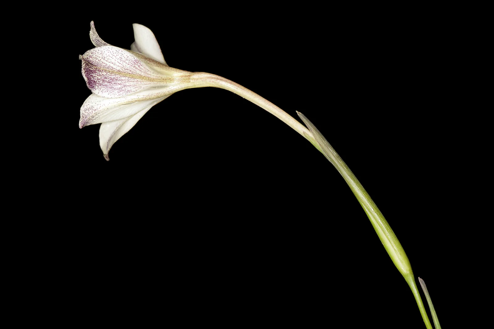 Gladiolus longicollis