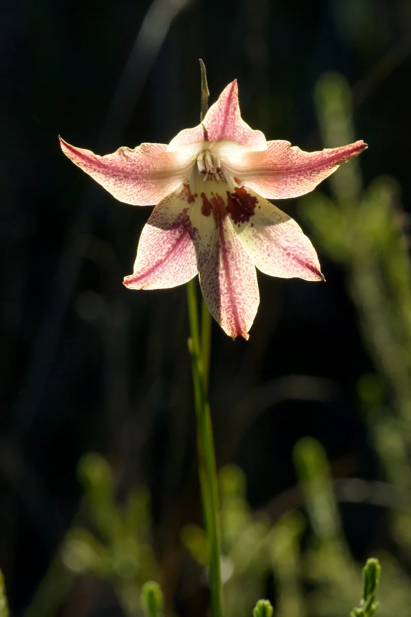 Gladiolus maculatus