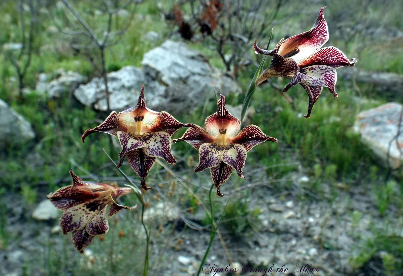 Gladiolus maculatus