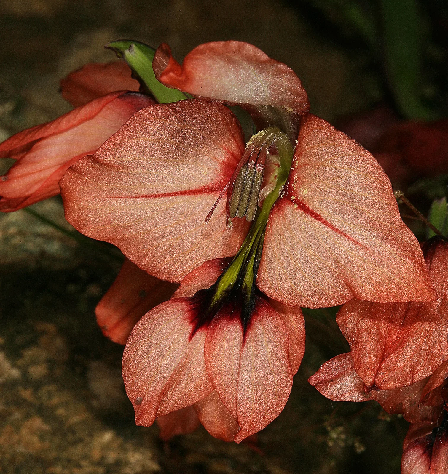 Gladiolus meliusculus