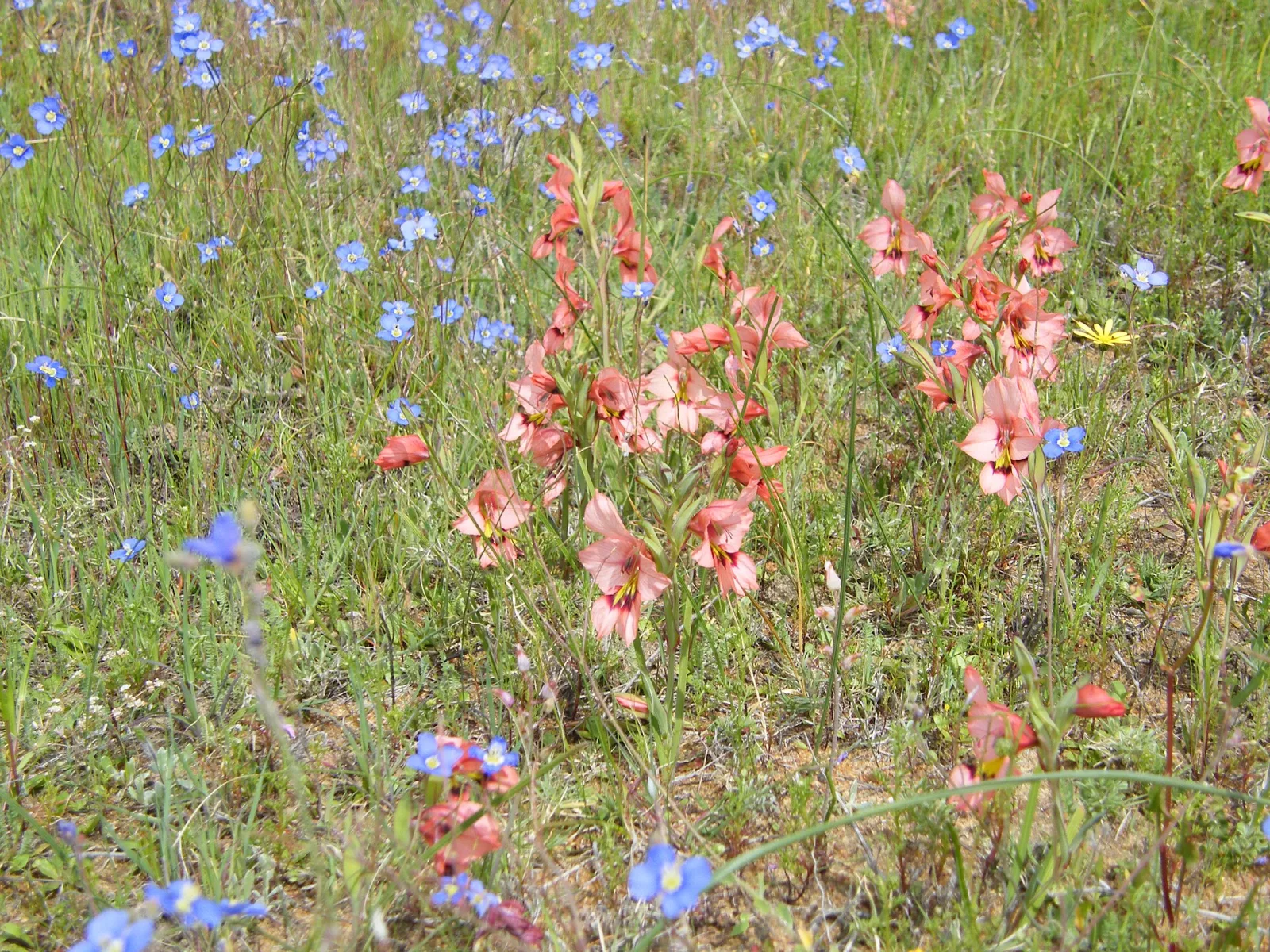 Gladiolus meliusculus