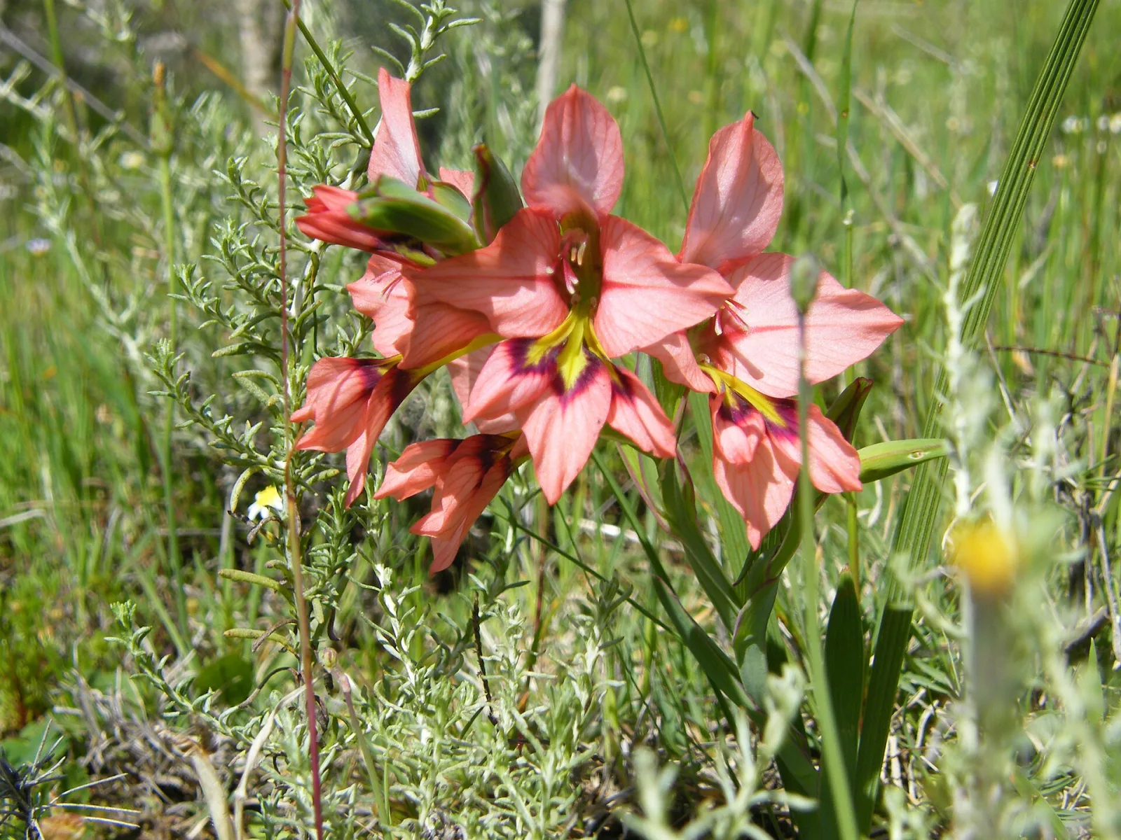 Gladiolus meliusculus