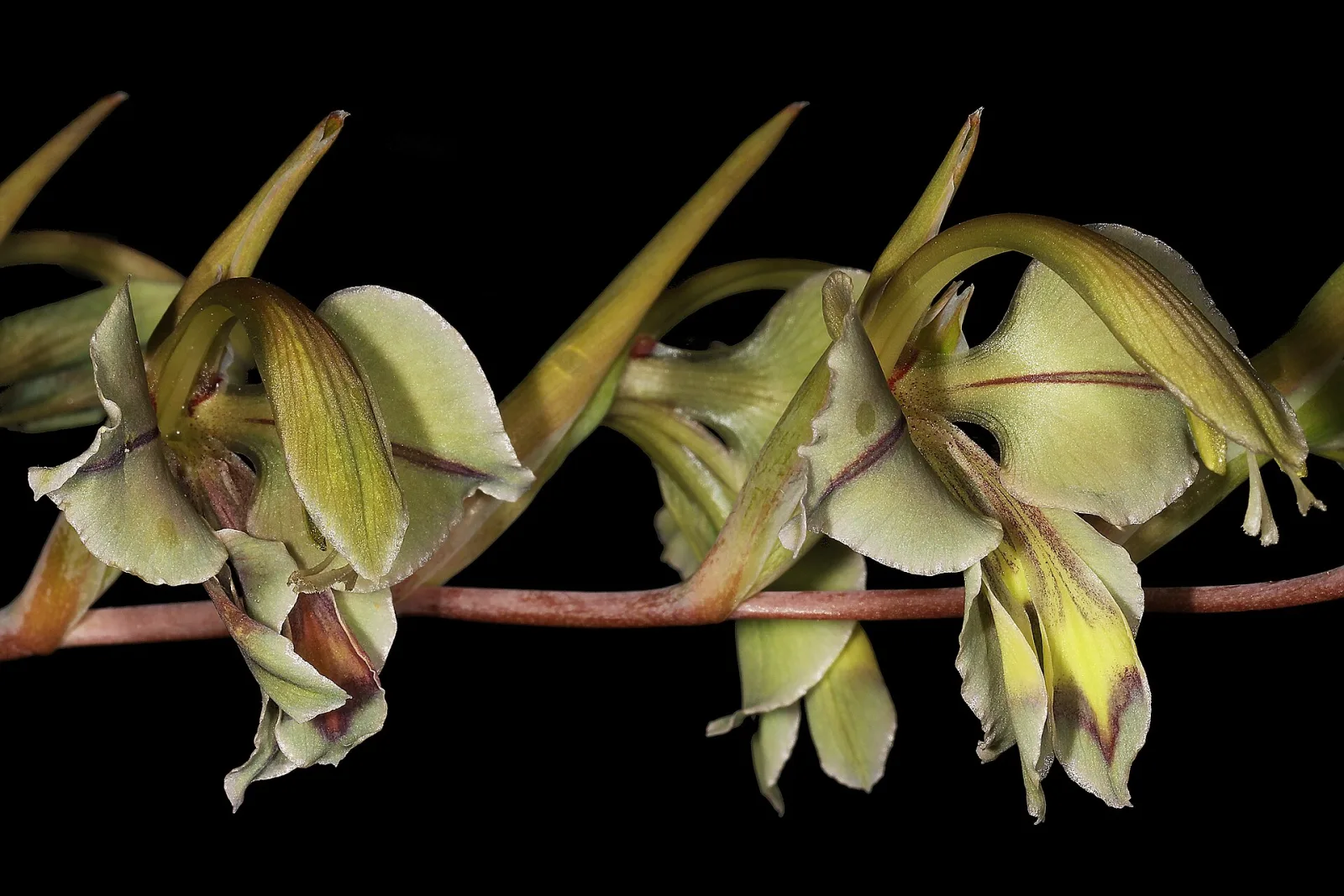 Gladiolus orchidiflorus