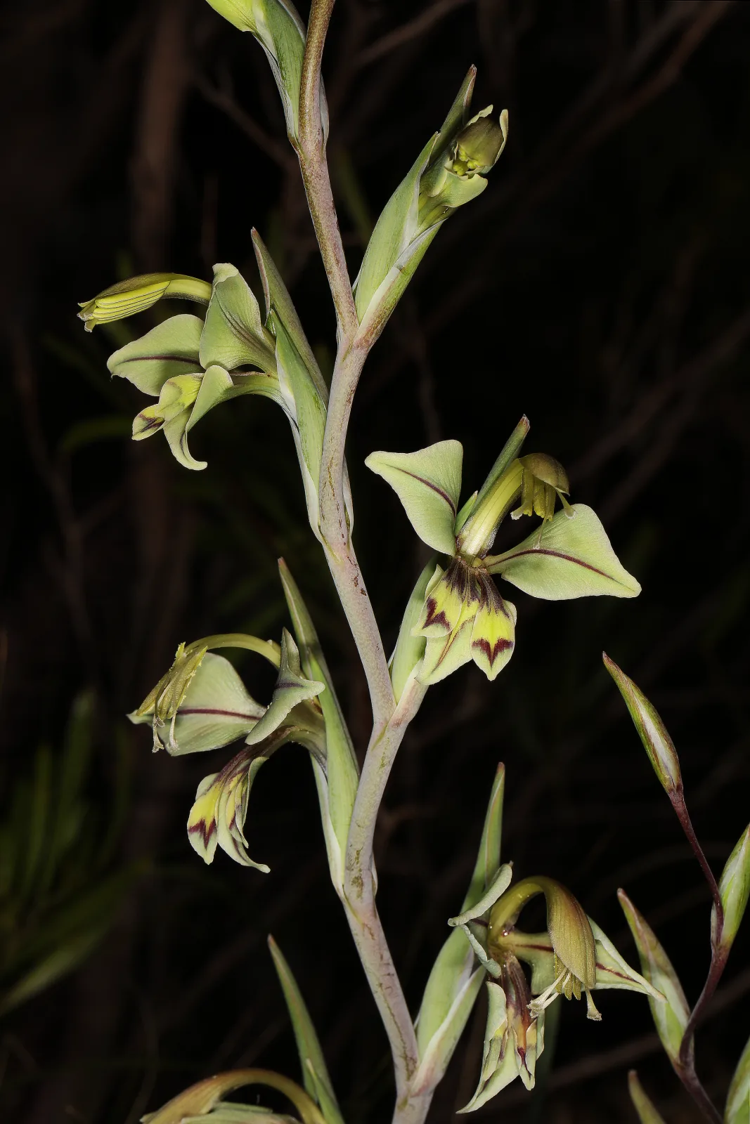 Gladiolus orchidiflorus