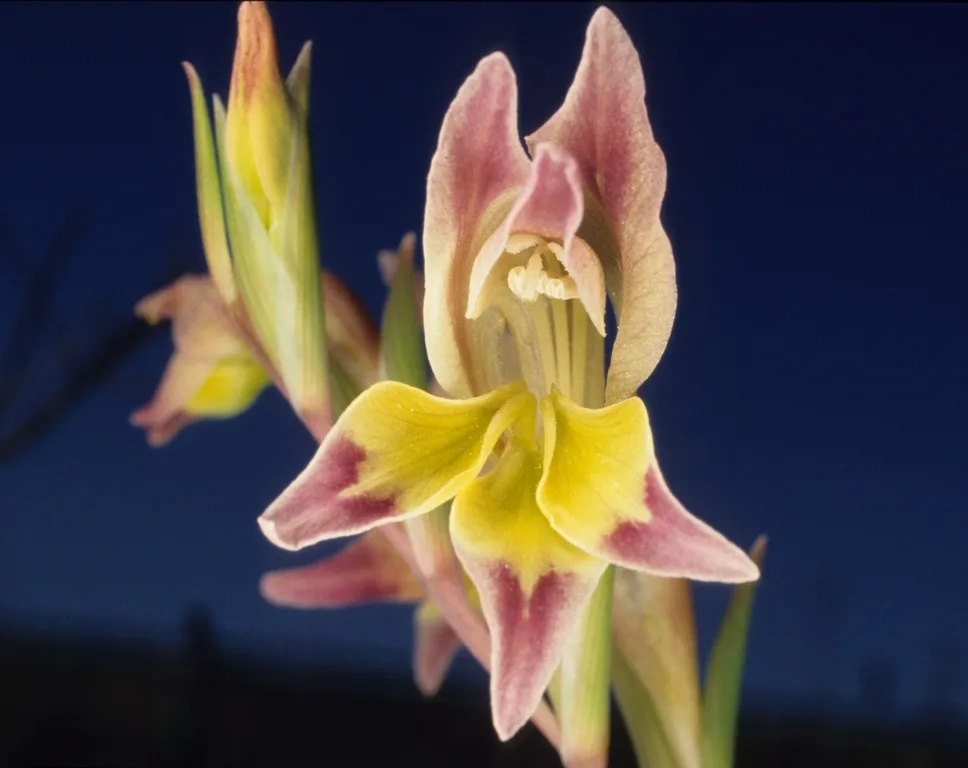 Gladiolus orchidiflorus