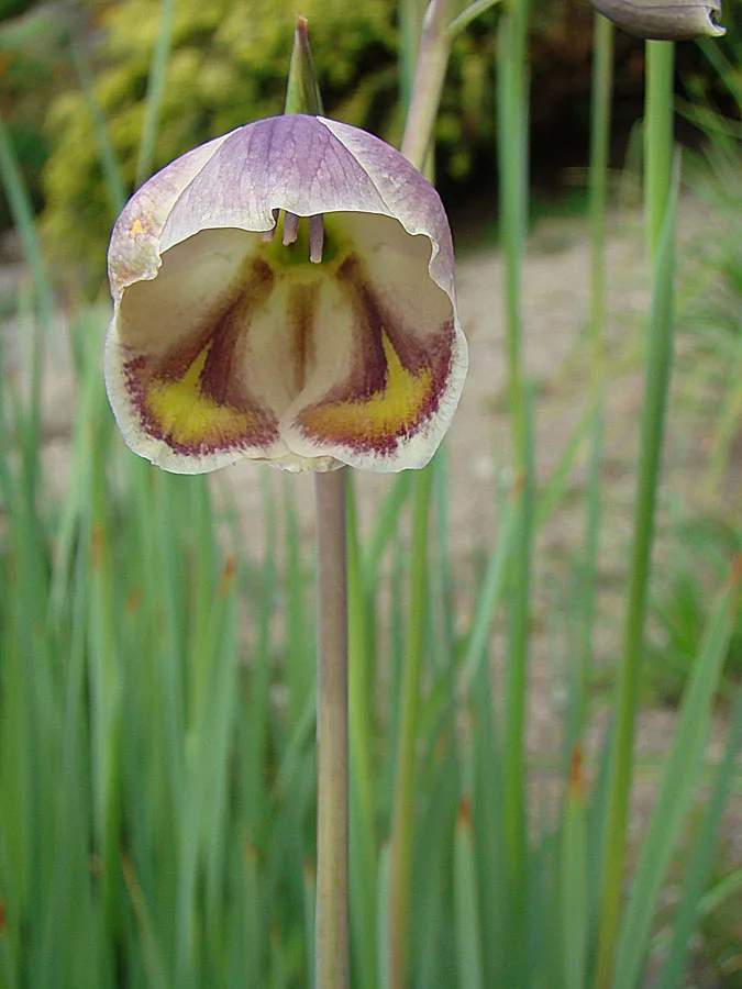 Gladiolus papilio