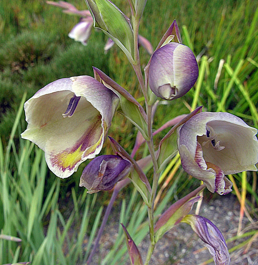 Gladiolus papilio