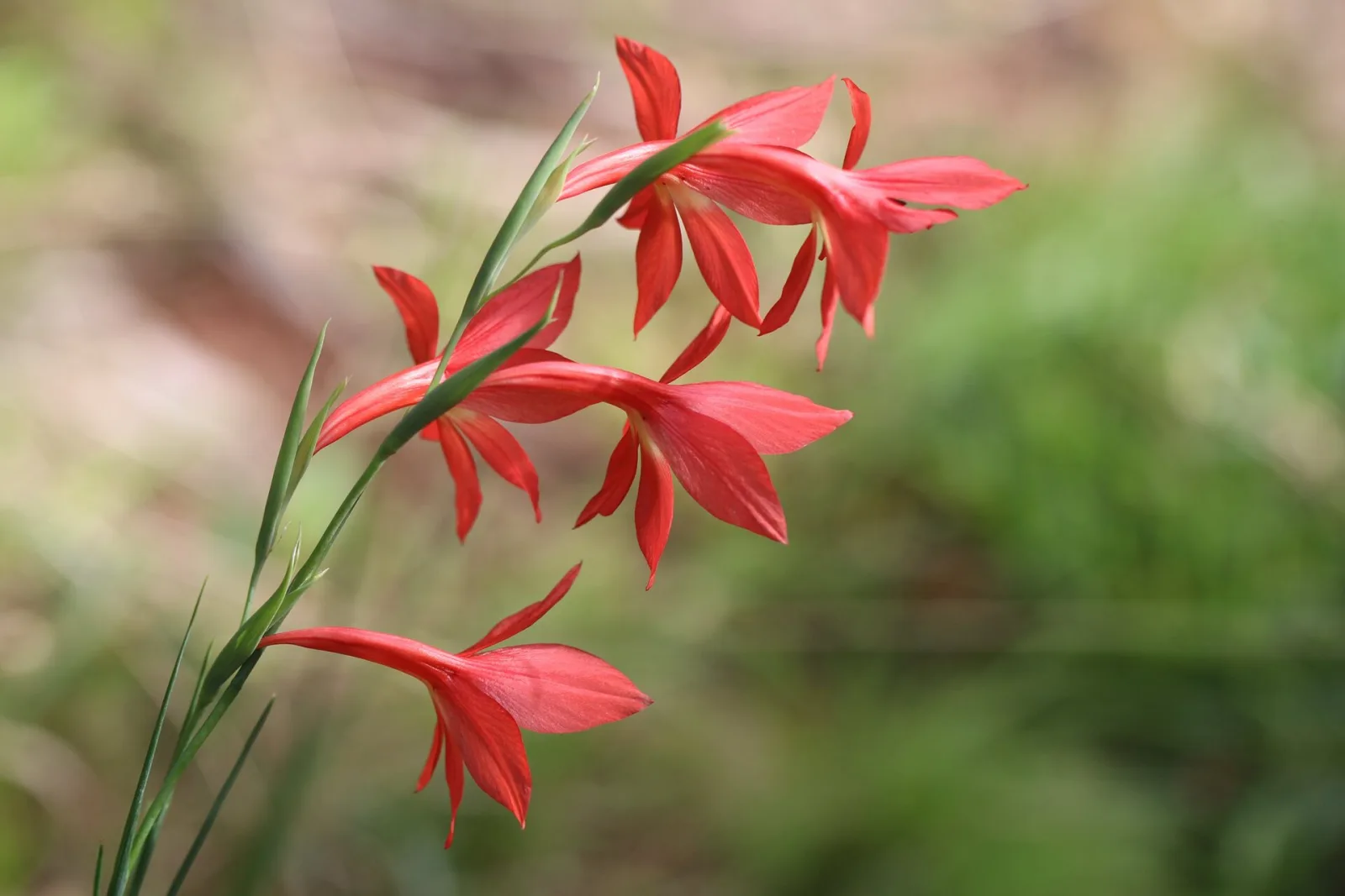 Gladiolus priorii