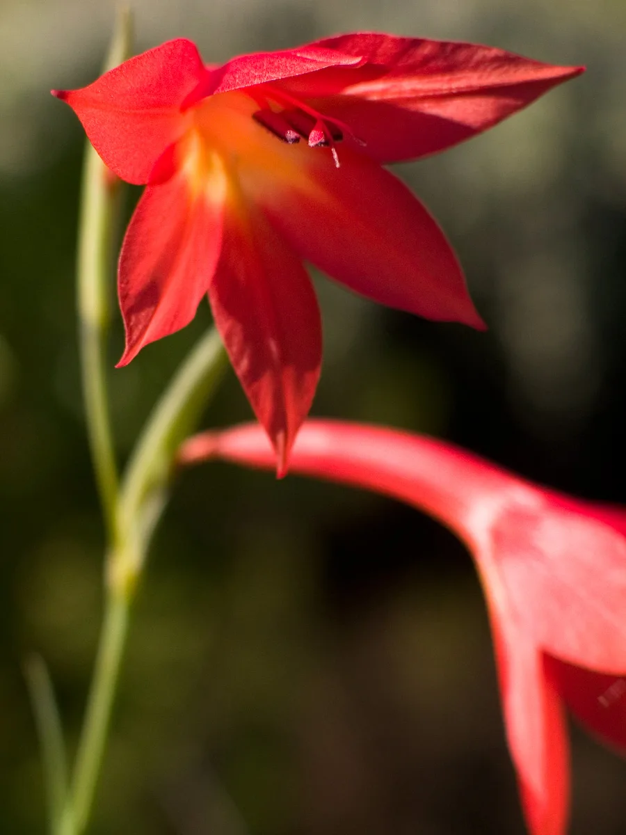 Gladiolus priorii