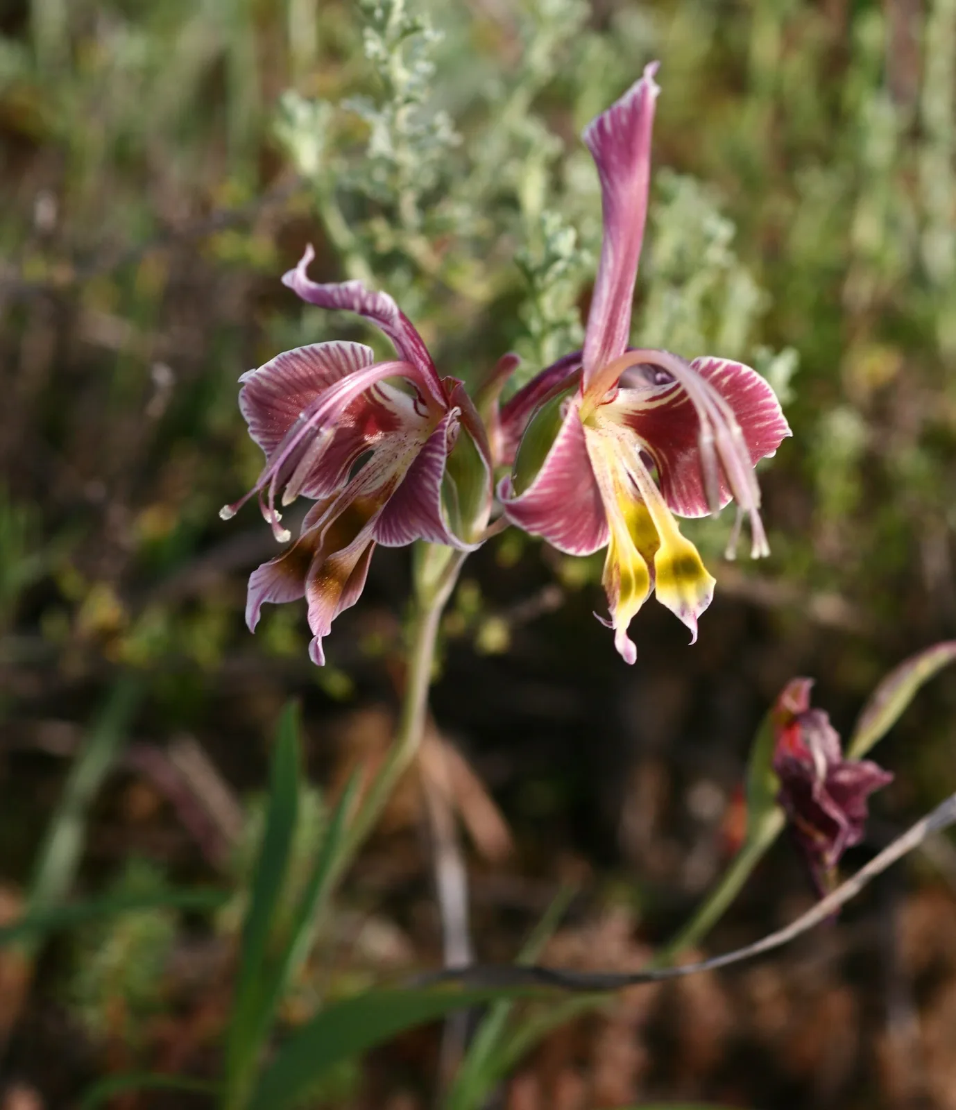 Gladiolus uysiae
