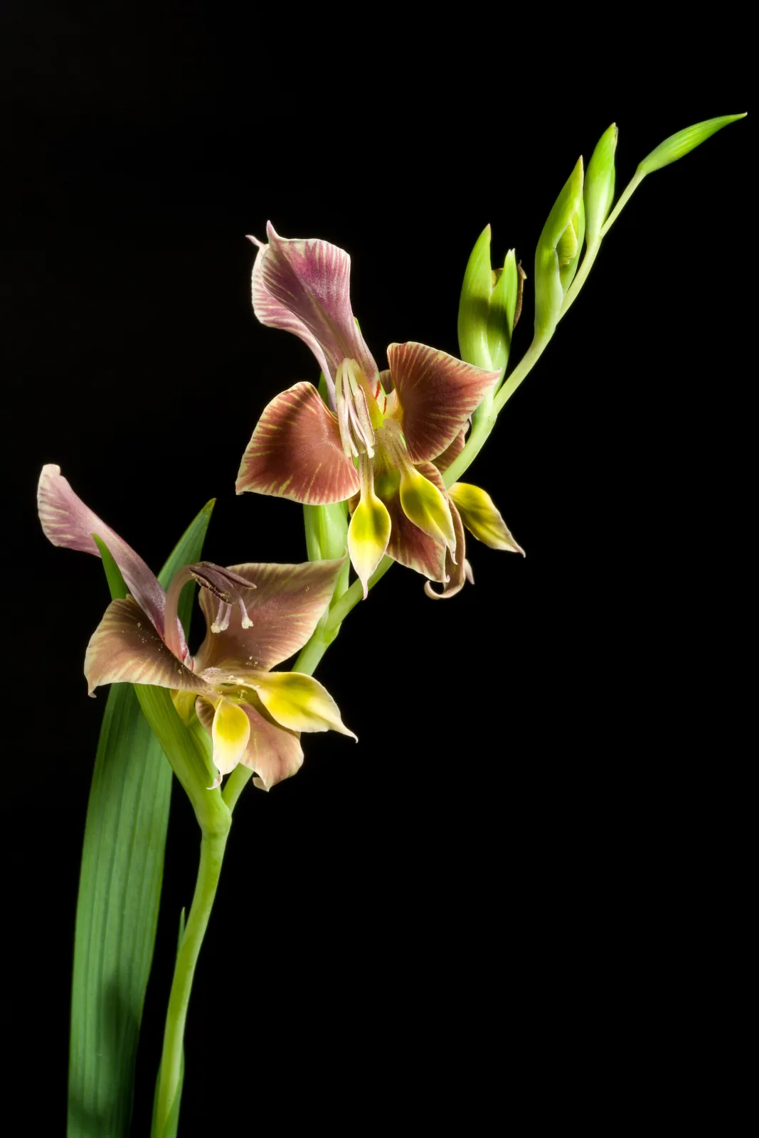 Gladiolus uysiae