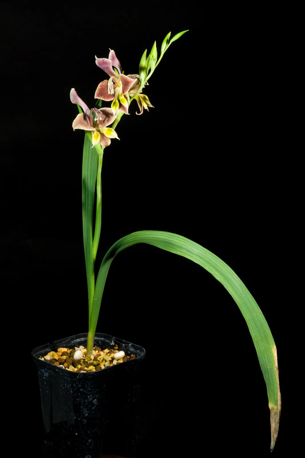 Gladiolus uysiae