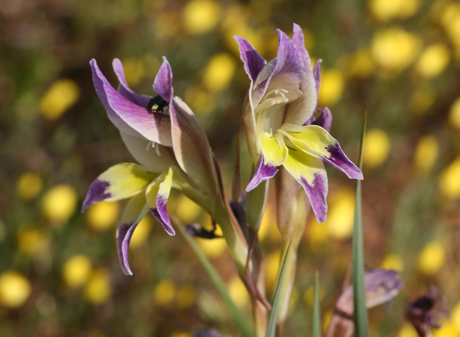 Gladiolus venustus