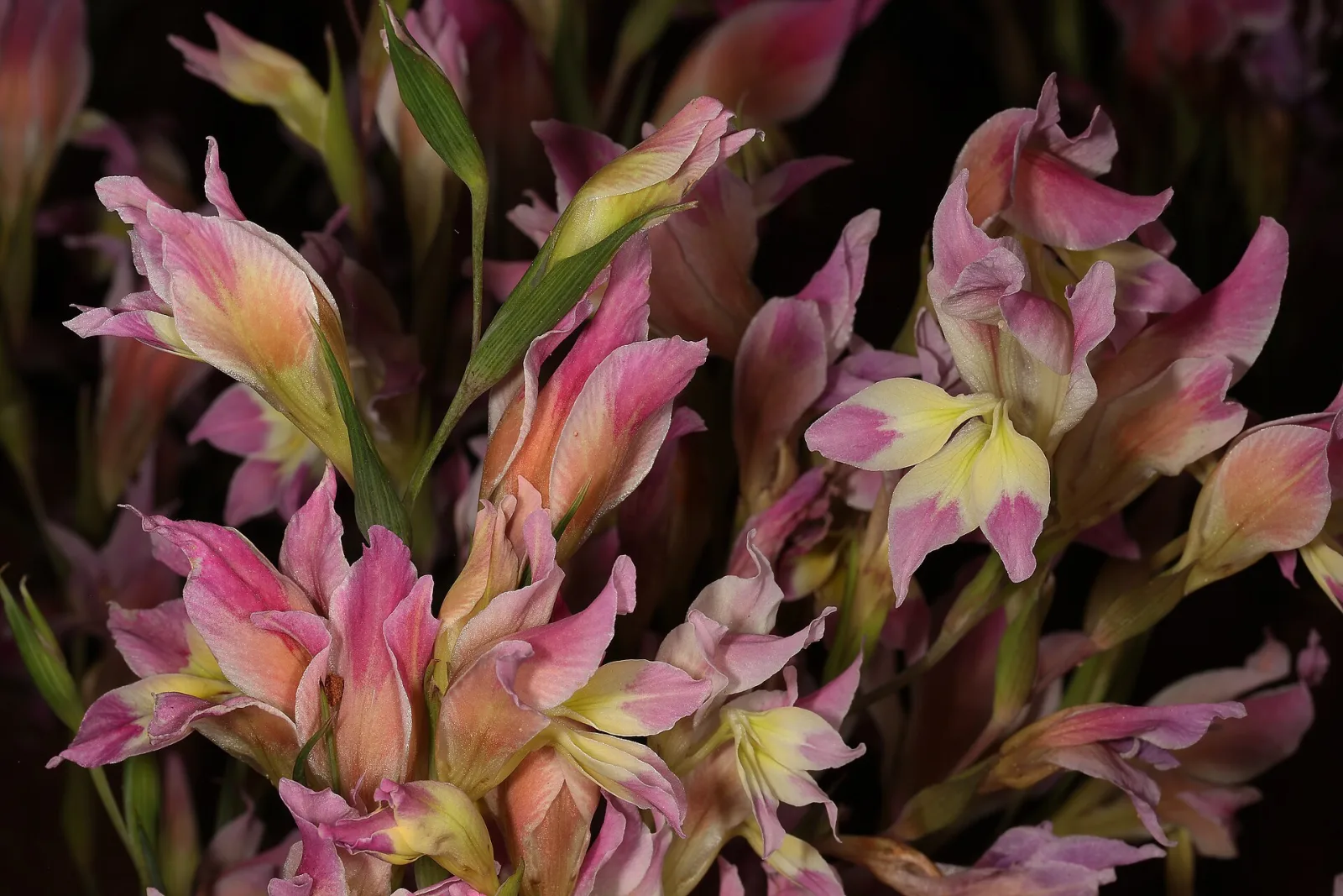 Gladiolus venustus