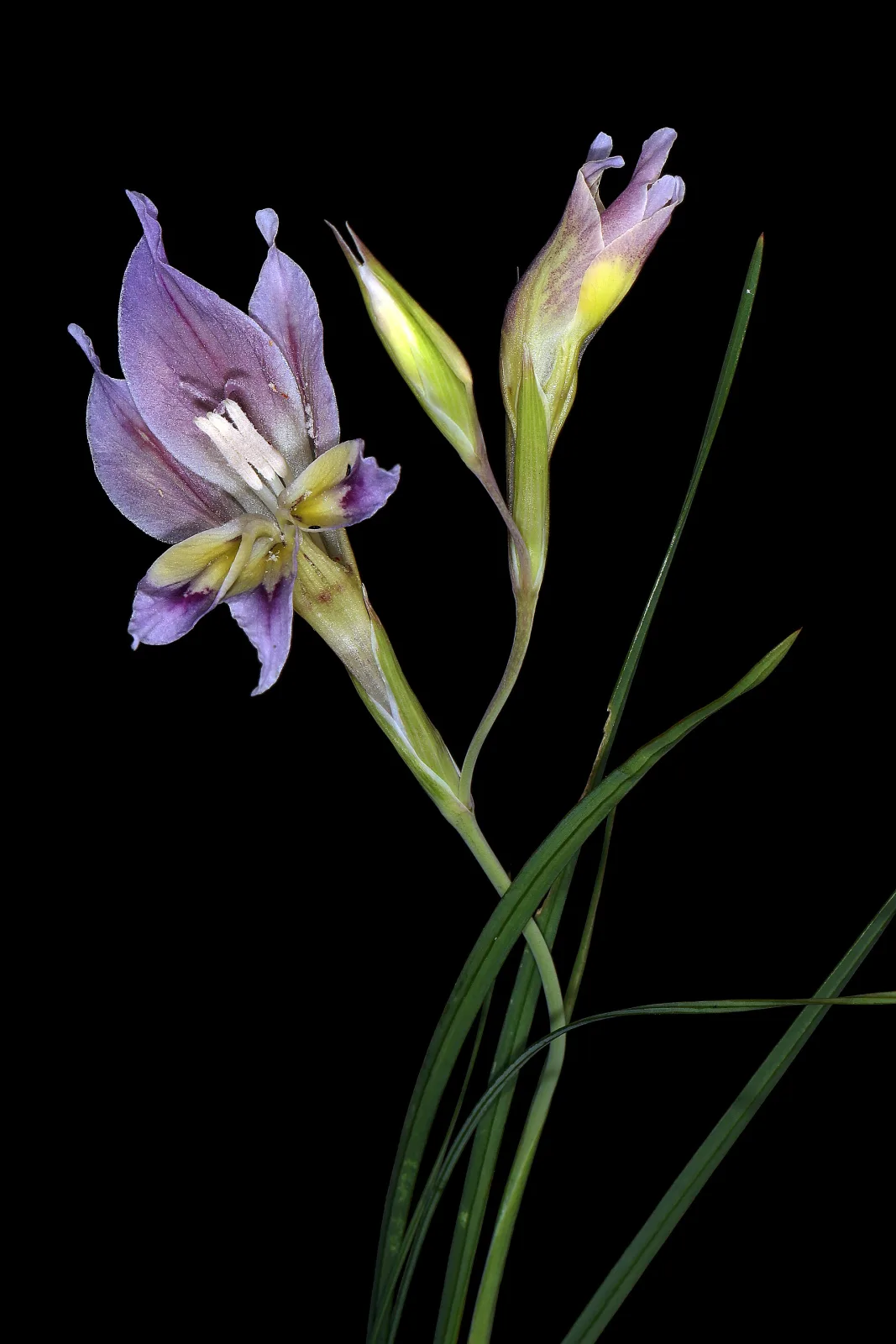 Gladiolus venustus