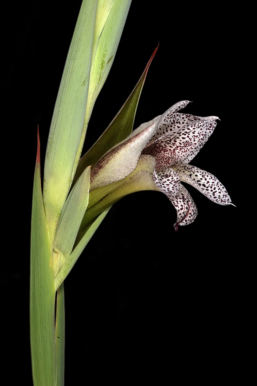 Gladiolus vinosomaculatus