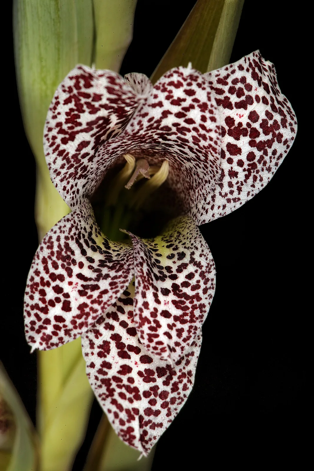 Gladiolus vinosomaculatus