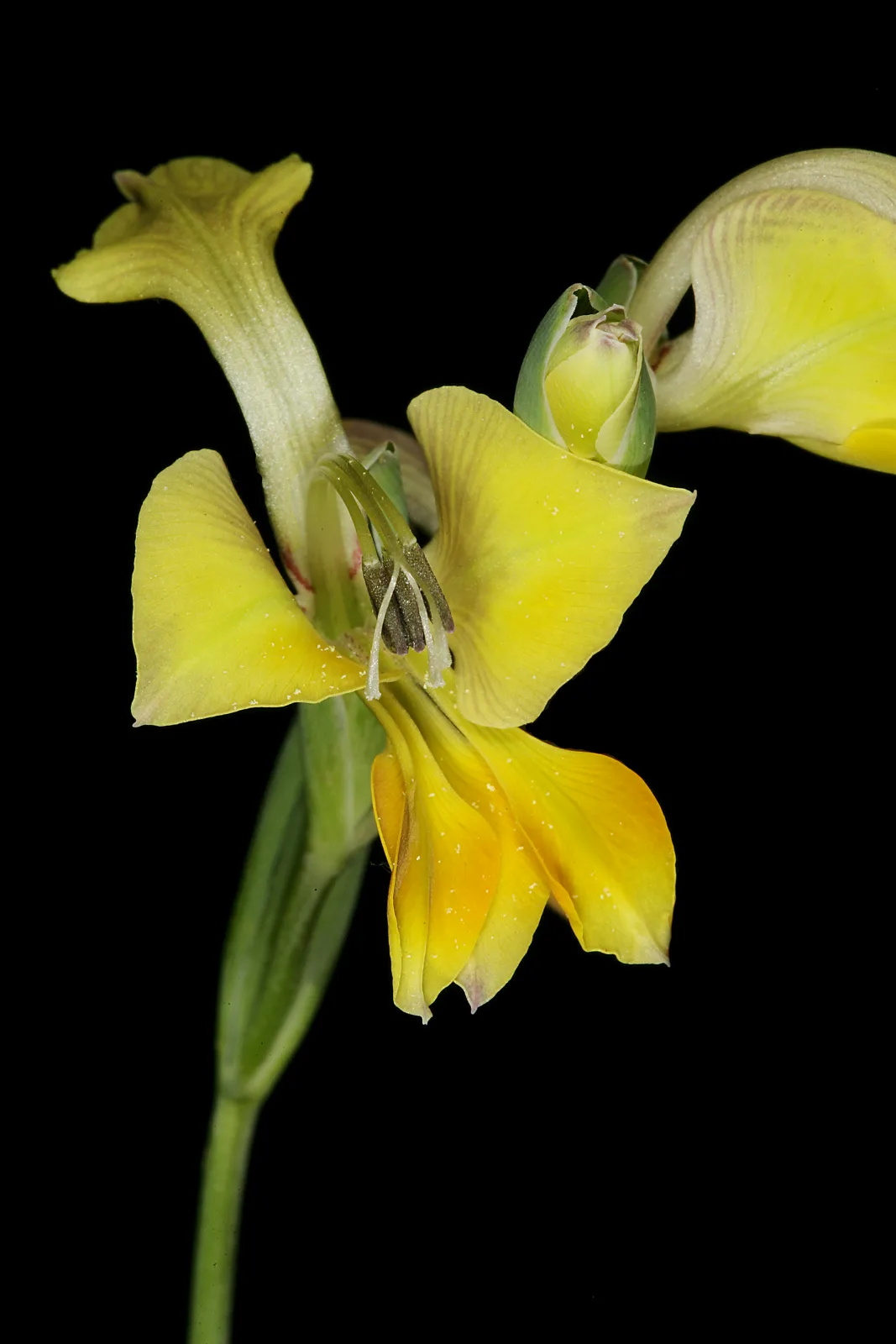 Gladiolus virescens