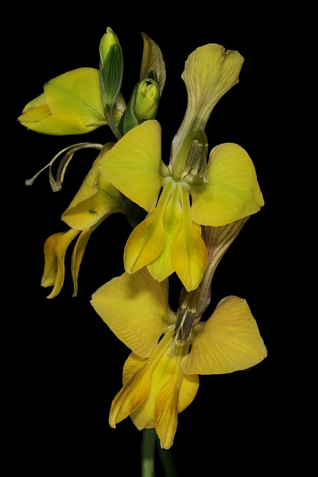 Gladiolus virescens