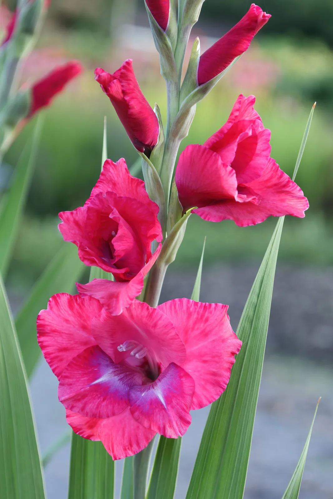 Gladiolus grandiflorus