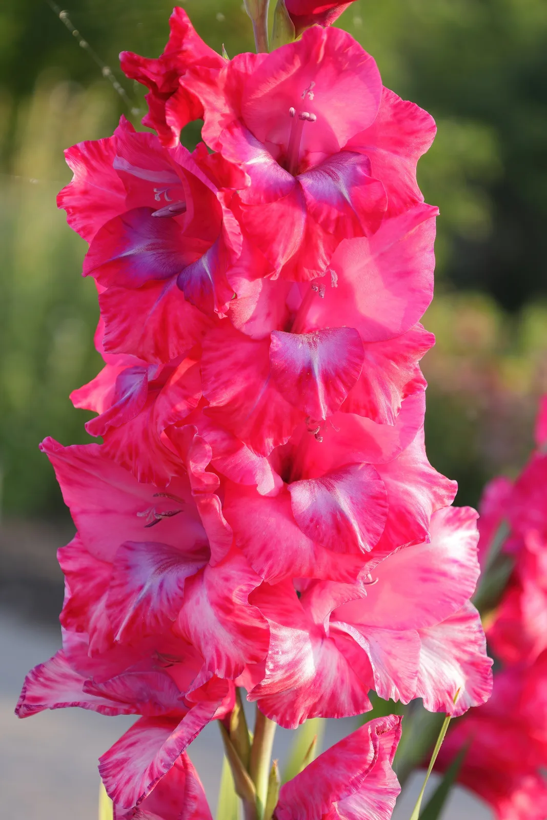 Gladiolus grandiflorus