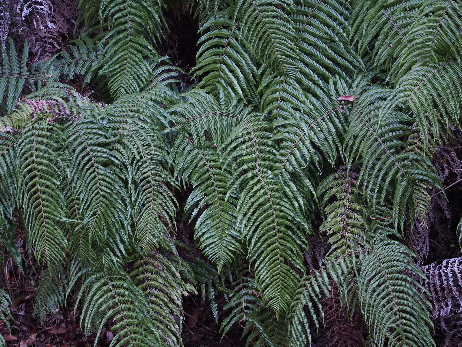 Gleichenia japonica