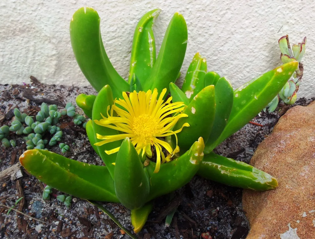 Glottiphyllum regium