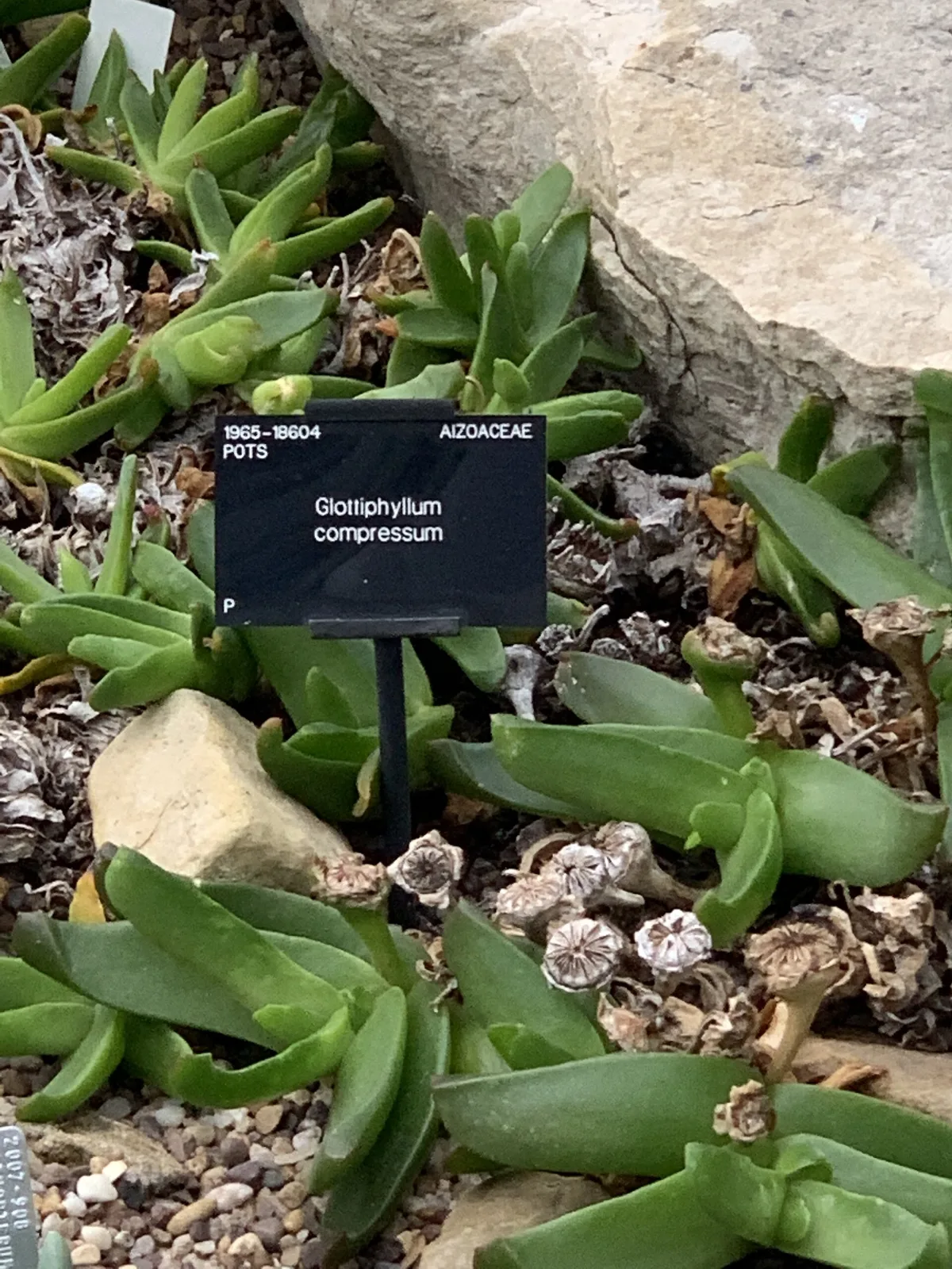 Glottiphyllum regium