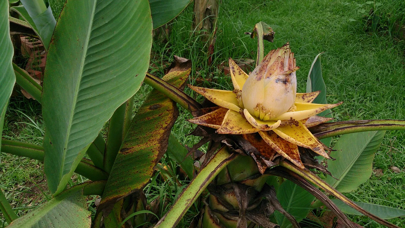 Musella lasiocarpa
