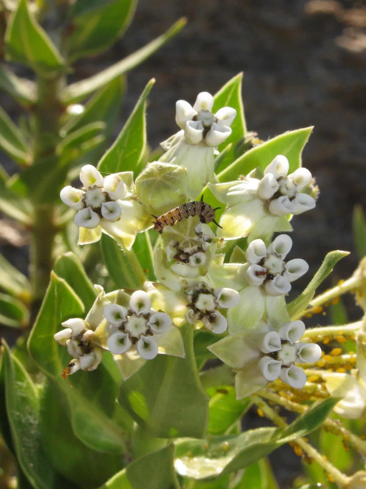 Gomphocarpus cancellatus