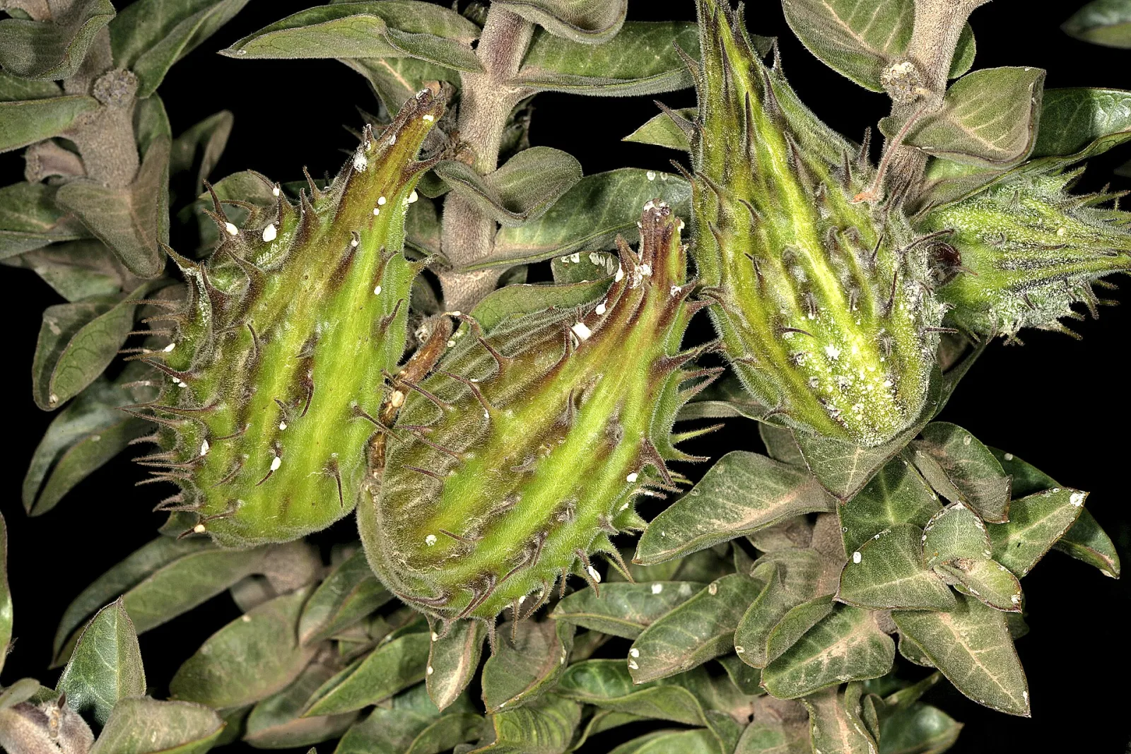 Gomphocarpus cancellatus