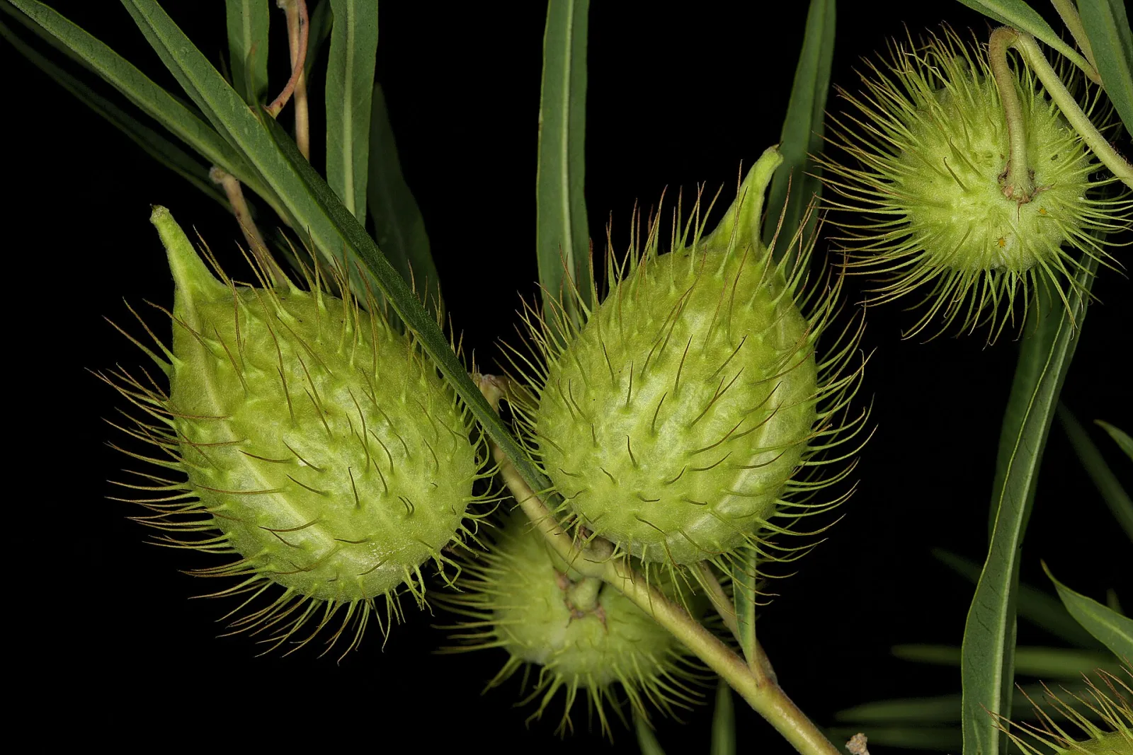 Gomphocarpus fruticosus