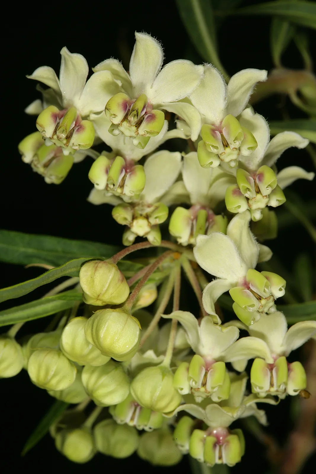 Gomphocarpus fruticosus