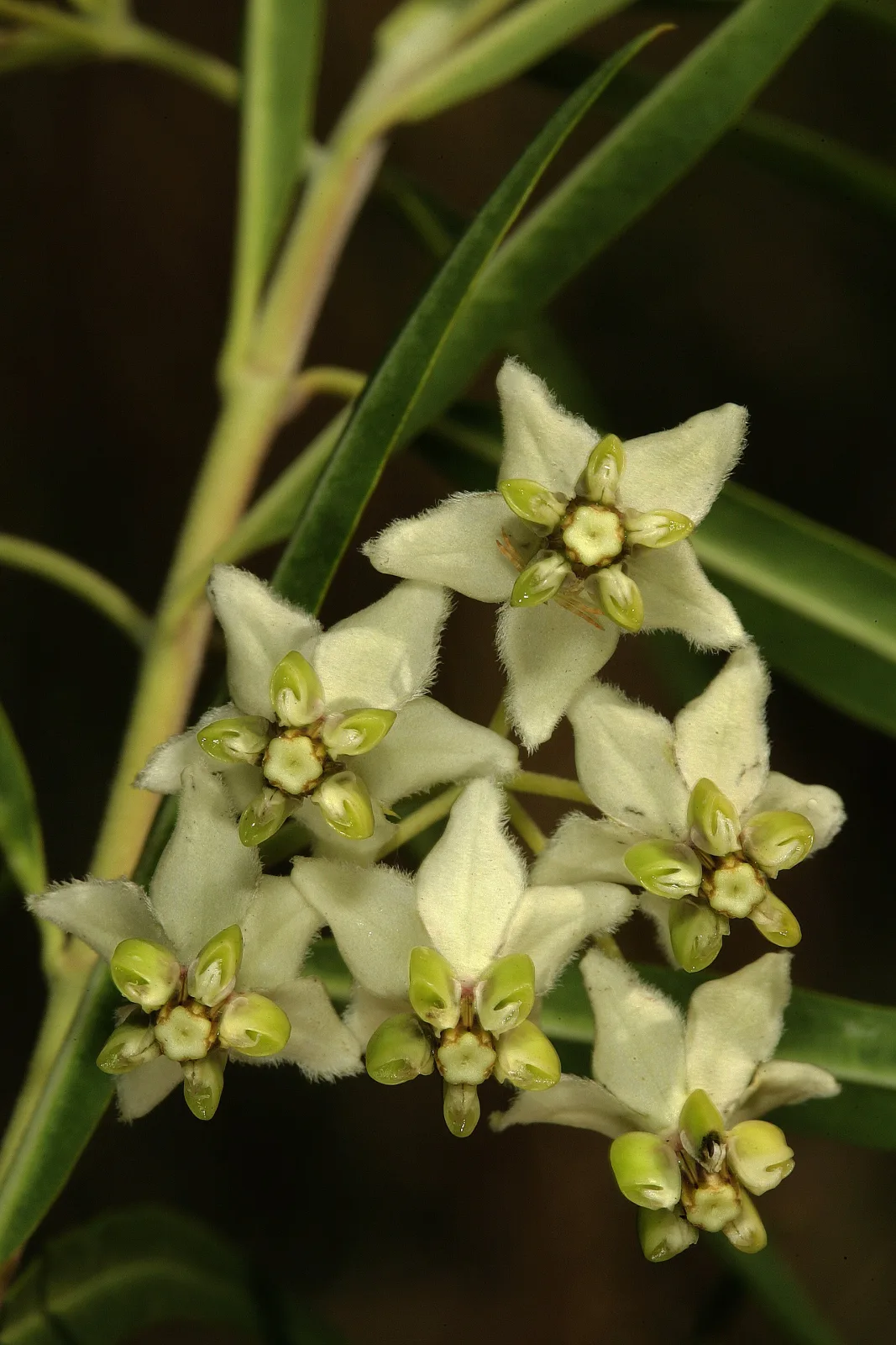 Gomphocarpus fruticosus