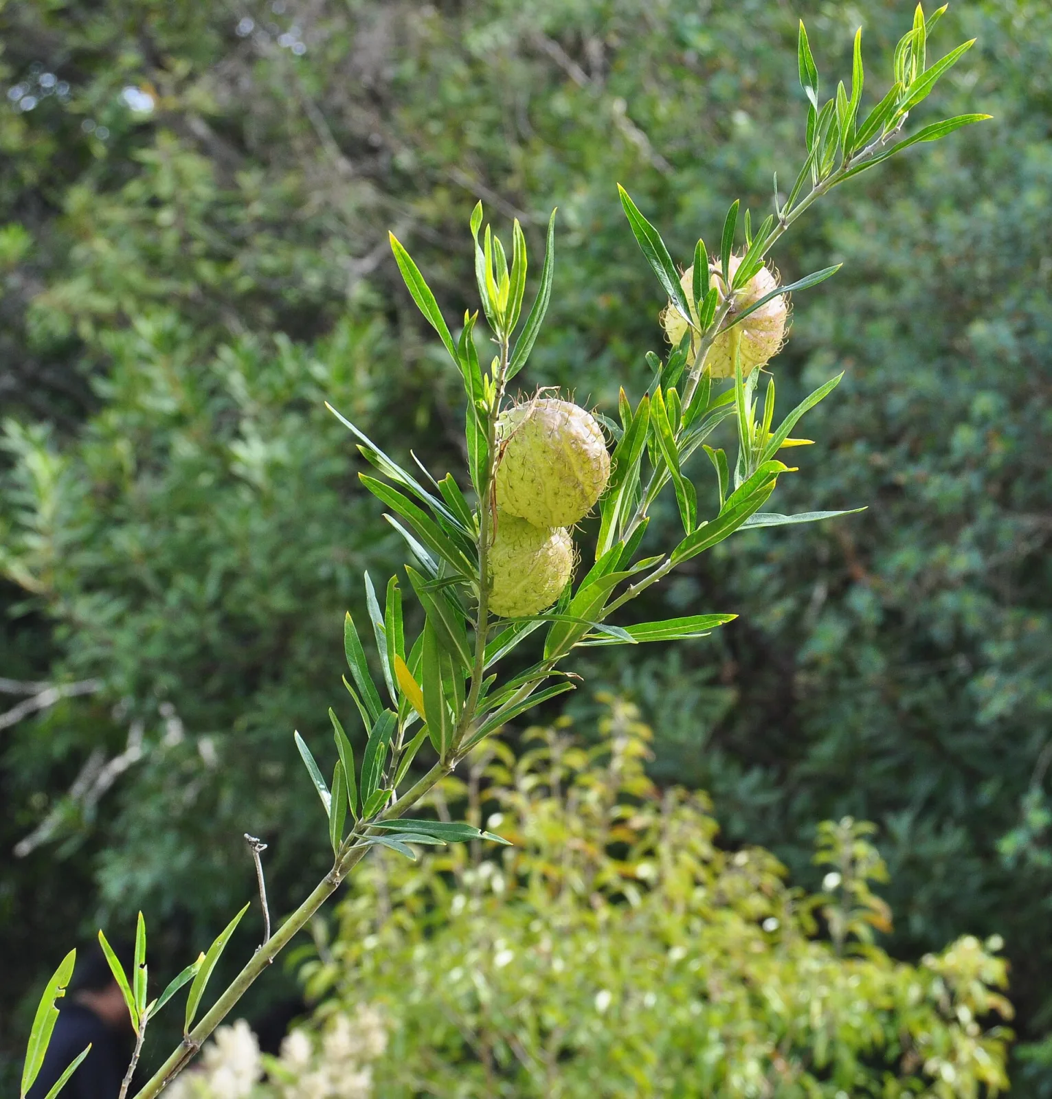 Gomphocarpus physocarpus