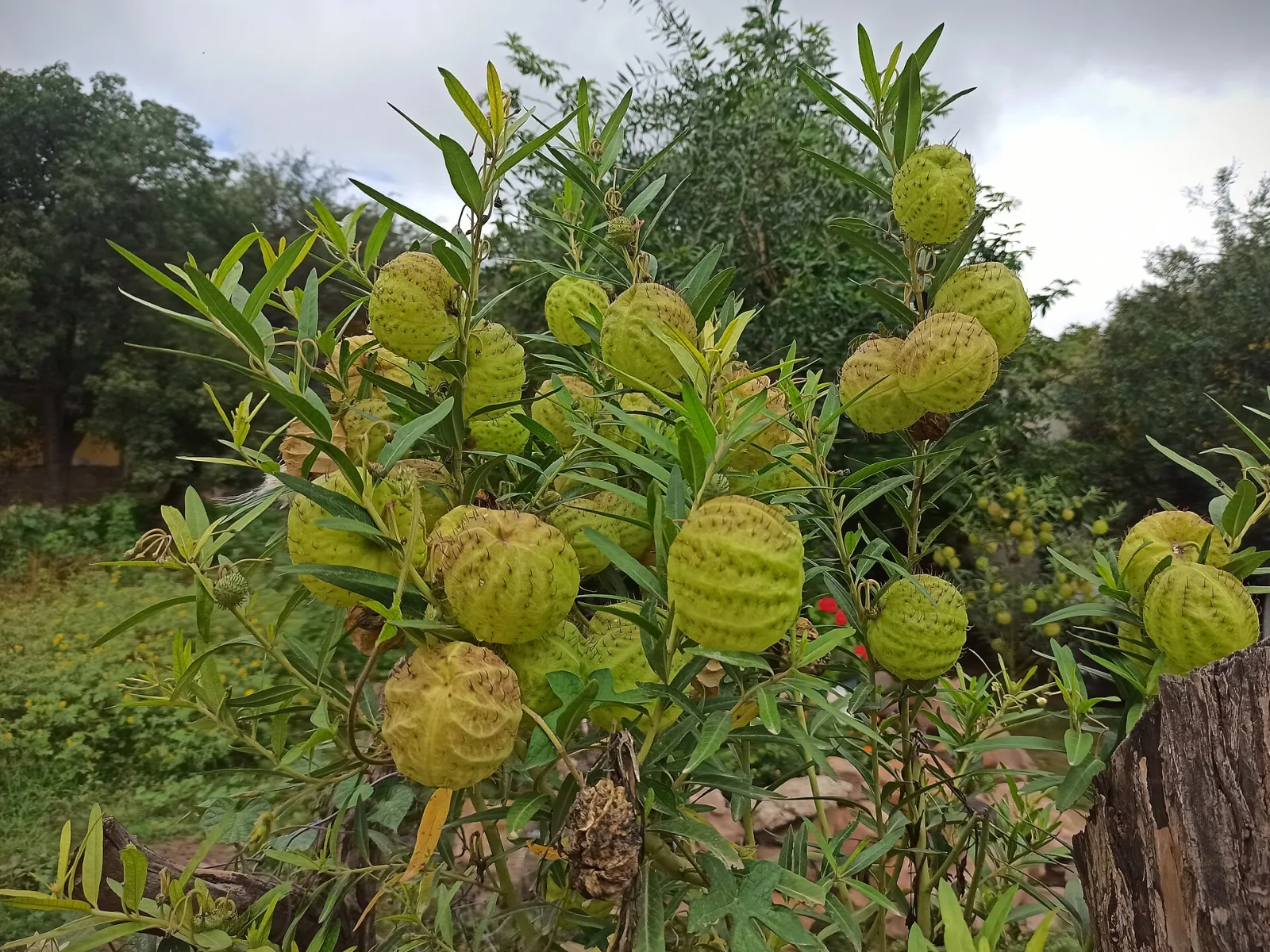 Gomphocarpus physocarpus