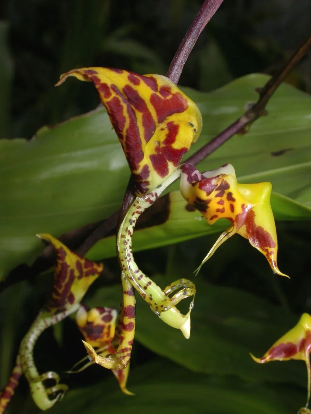 Gongora fulva
