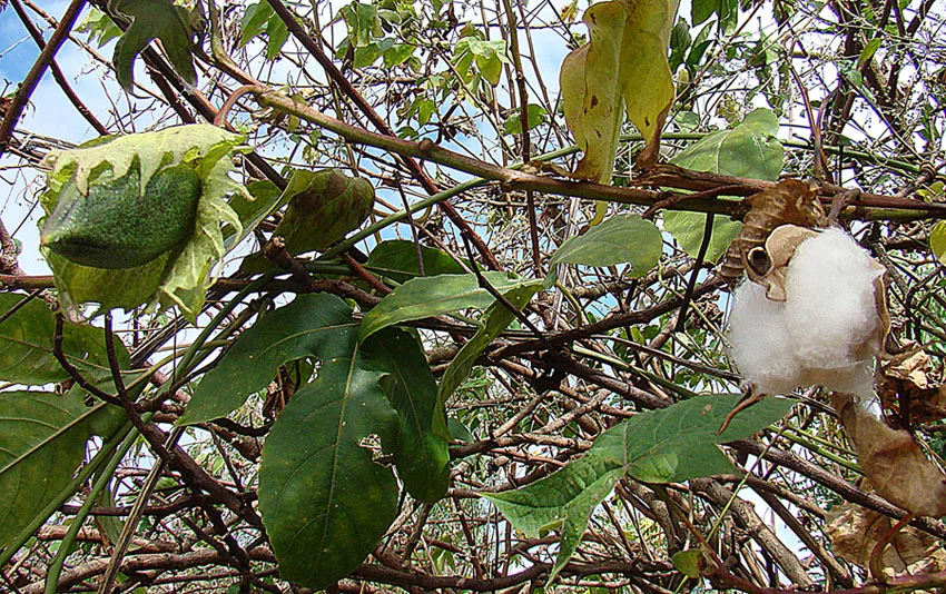 Gossypium hirsutum