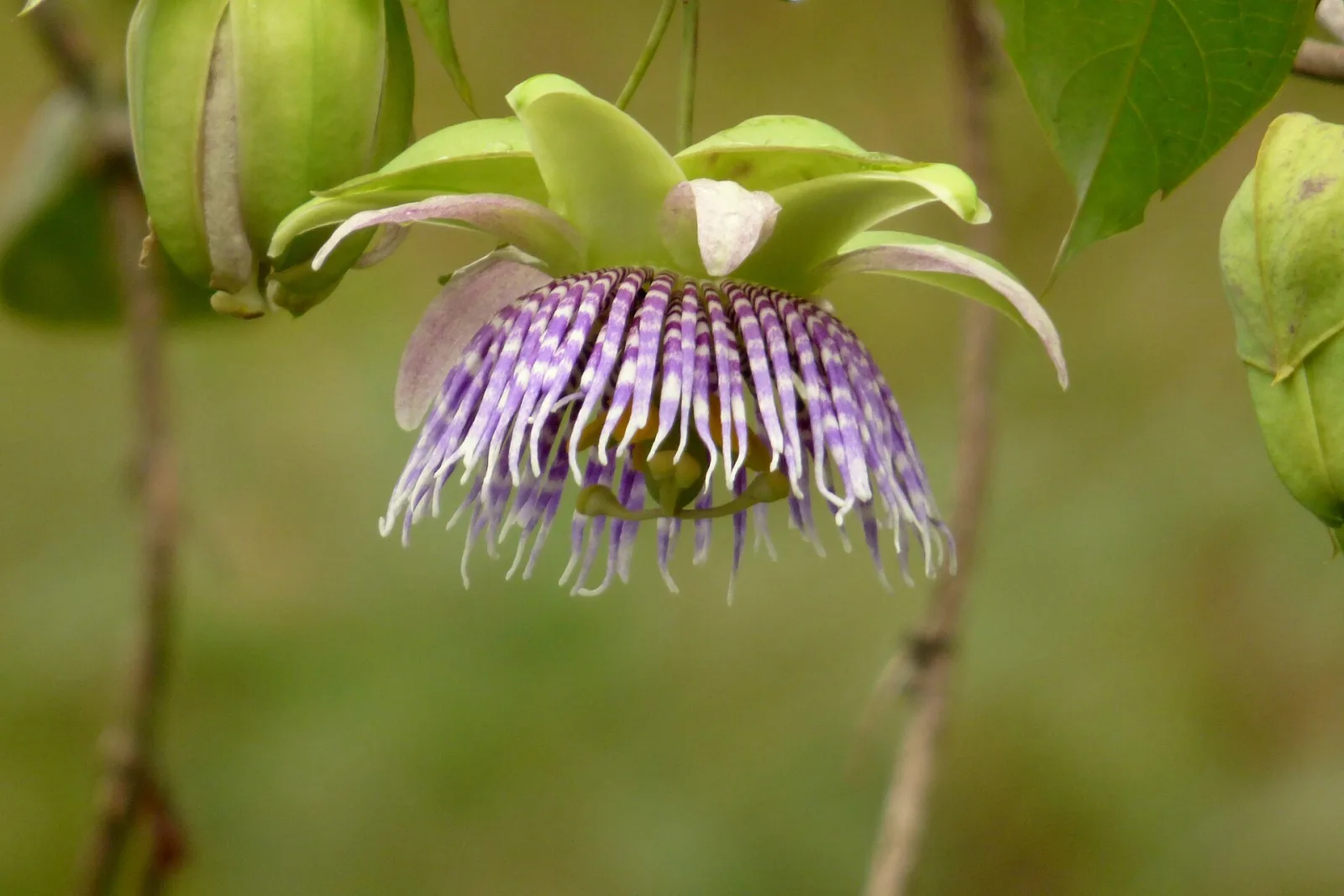 Passiflora ligularis