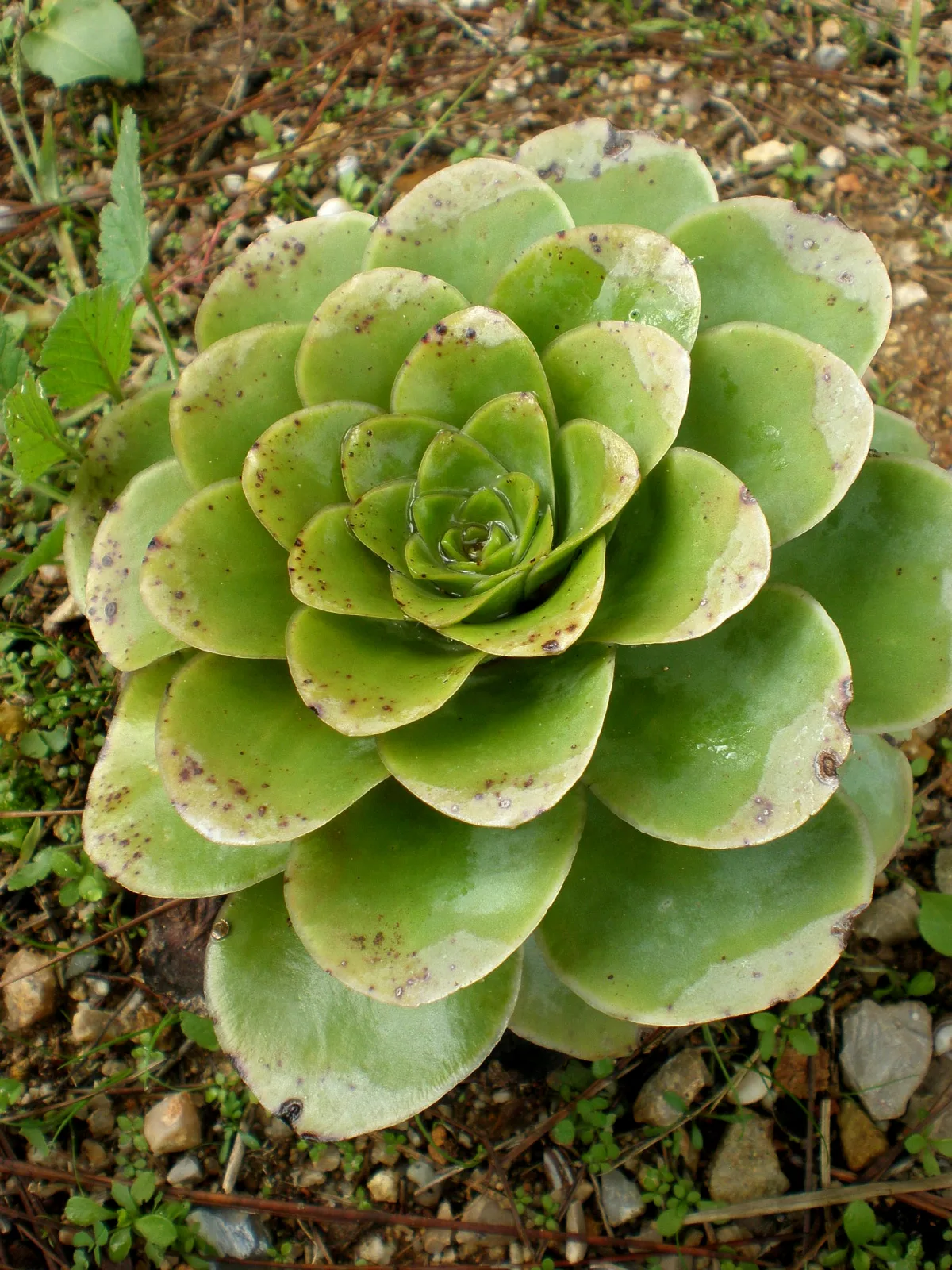 Greenovia diplocycla