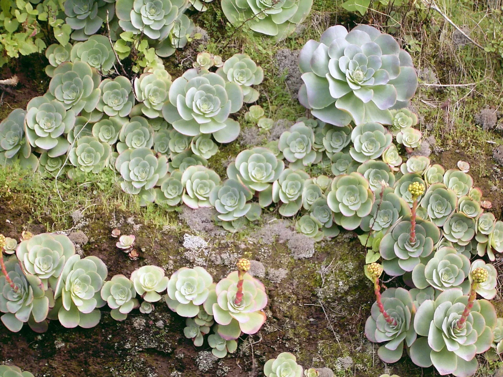 Greenovia diplocycla
