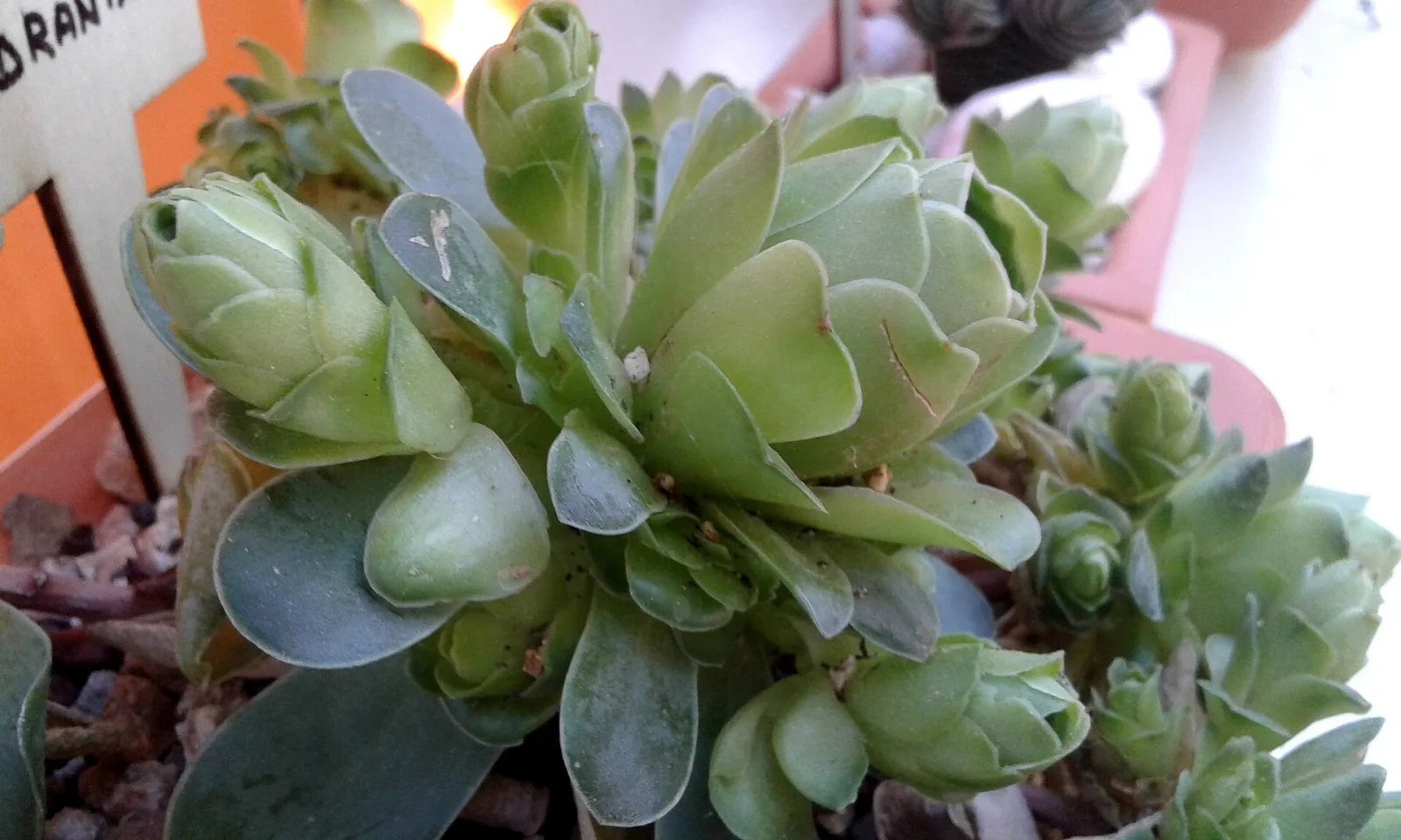 Greenovia dodrentalis