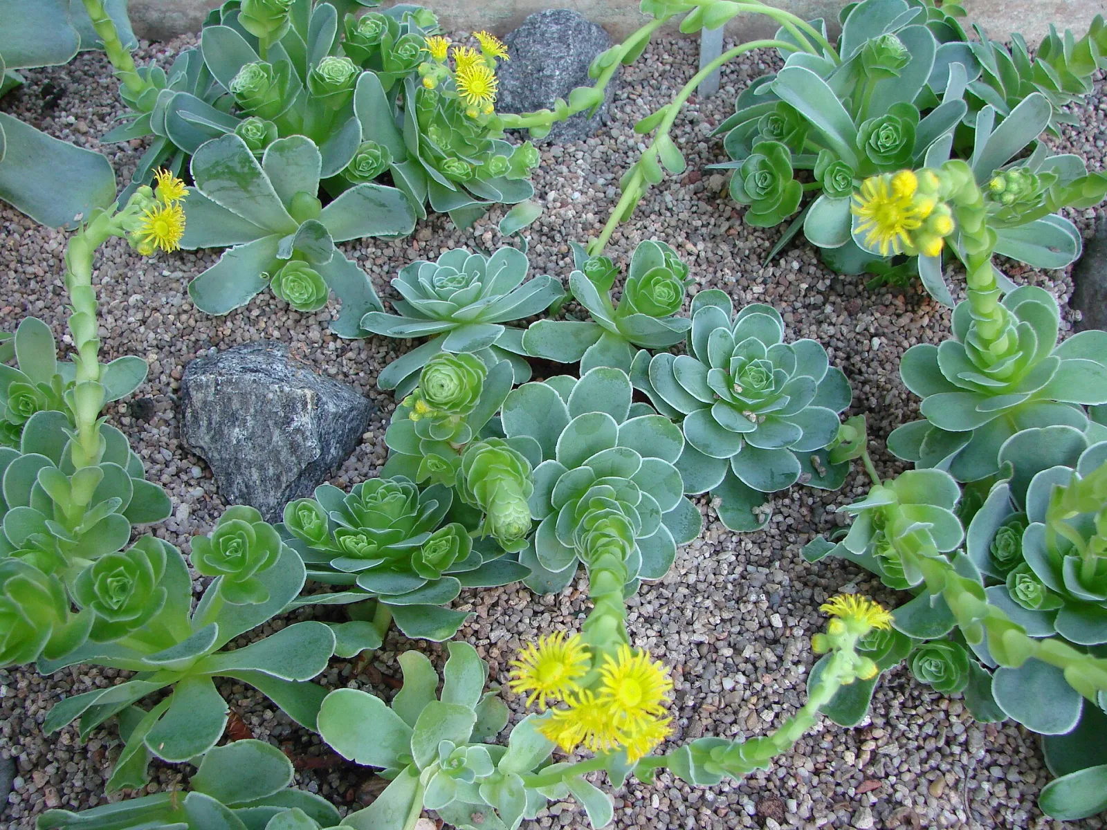 Greenovia dodrentalis