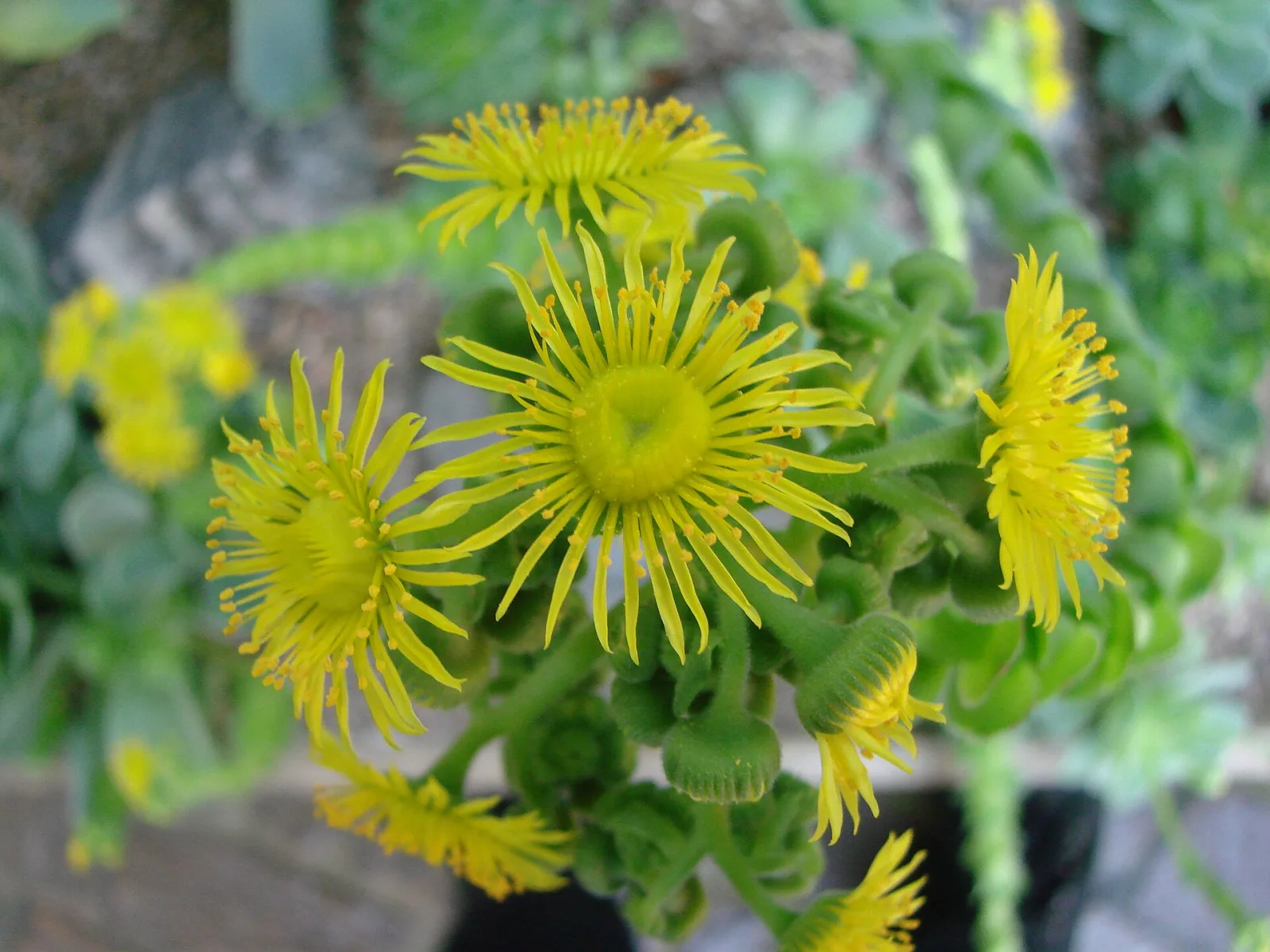 Greenovia dodrentalis