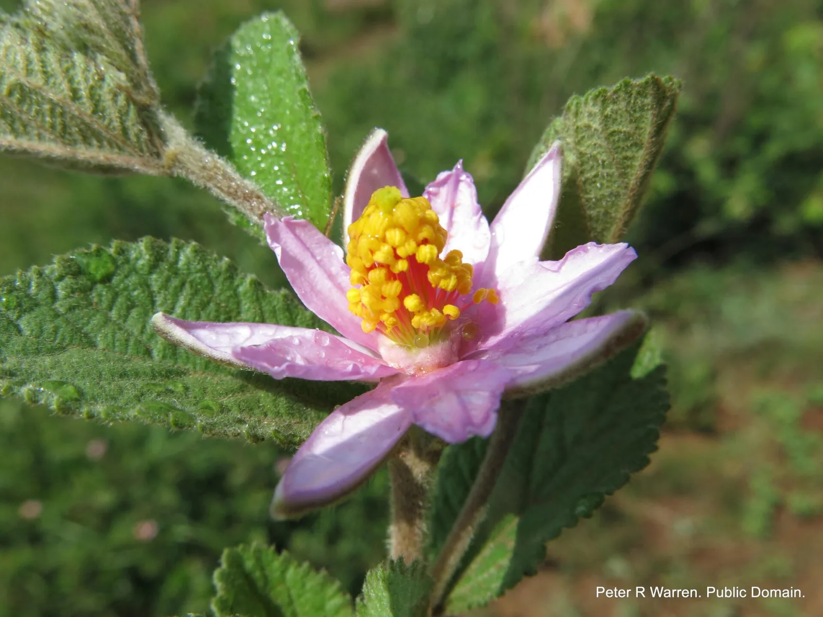 Grewia lasiocarpa